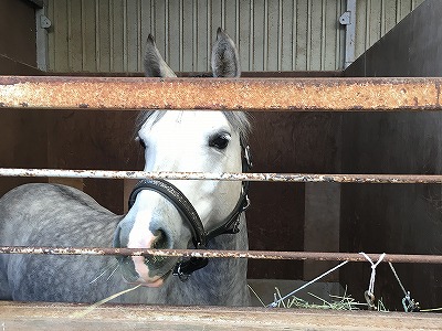 愛馬と競技会