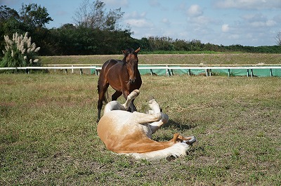 馬は群れ生活する動物で個々をしっかり認識している