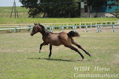 乗馬の生産