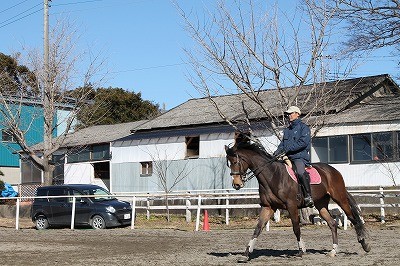 乗馬のボディランゲージ