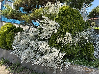 雪柳