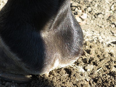 陽に当たる馬のここもとても可愛い