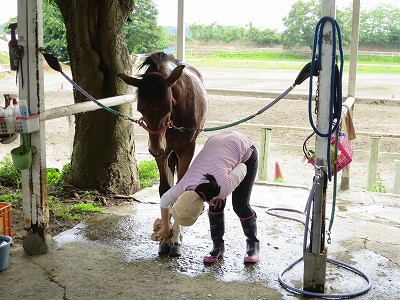 馬は見ているよ