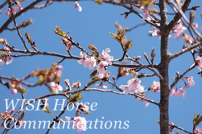 河津桜　牧場