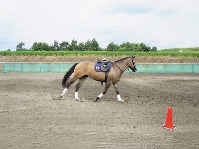 馬に納得してもらうには