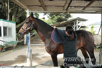 乗馬の馬装