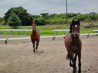 馬の言葉がわかると楽しい
