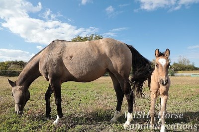 馬には馬の意志がある