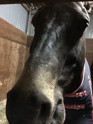 馬が好きだから馬に優しく乗る。