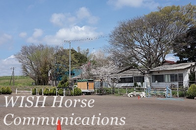桜のある牧場