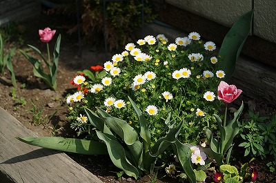 乗馬クラブの春の花