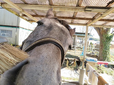 馬と心のふれあい
