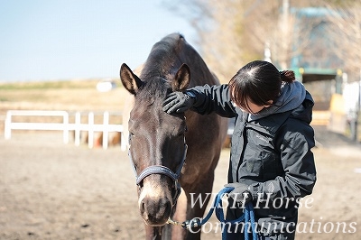 愛の乗馬