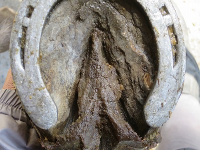 蹄の管理も愛情です