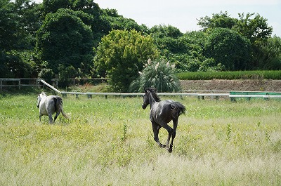 馬を馬らしく