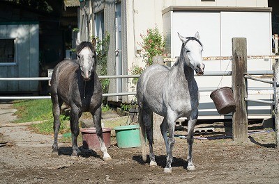 馬の笑顔