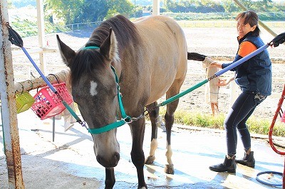 馬と素敵なコミュニケーション