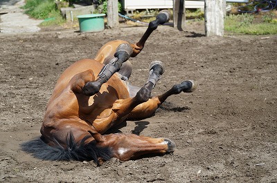 放牧で喜ぶ馬