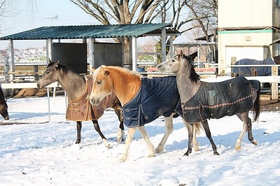 雪を楽しむ馬たち