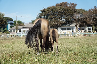 愛情がある乗馬