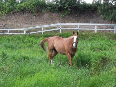 乗馬クラブウィッシュホースコミュニケーションズの放牧風景