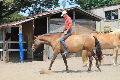 馬との信頼関係