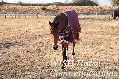 馬が寄ってくる