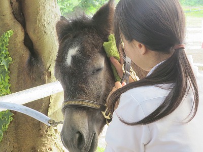 馬をうっとりさせよう
