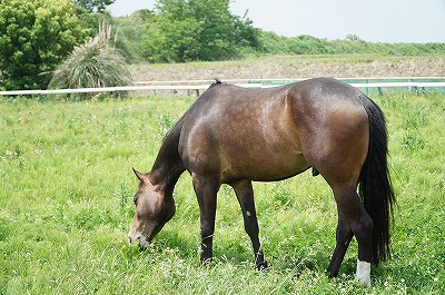 馬らしい生活ができるよう少しでも努力