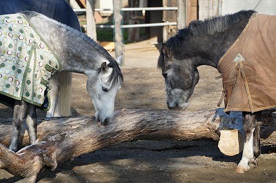 のびのびとすごしている馬達