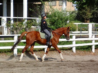 素晴らしい乗馬を体験してほしい！