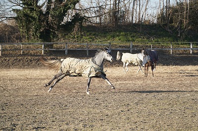 美しい馬 柏エリアの乗馬 ウィッシュホースコミュニケーションズ