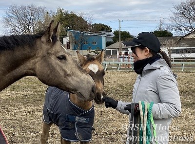 馬とパートナーになる