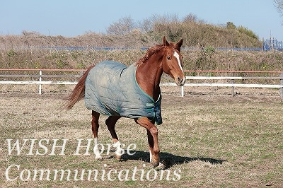 駆け寄ってくる馬