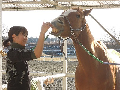 馬との楽しいコミュニケーション