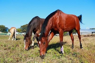 天高く馬肥ゆる秋