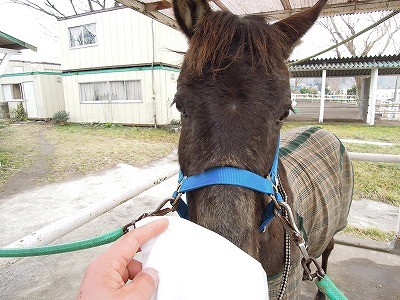 馬の教育