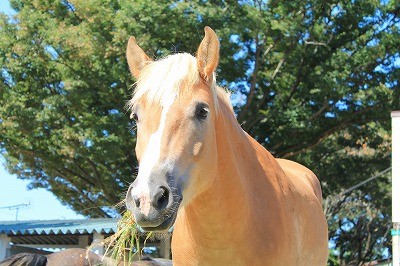 良く手か行き届いた乗馬