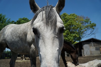 馬らしい馬