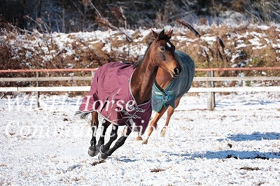 喜ぶ馬