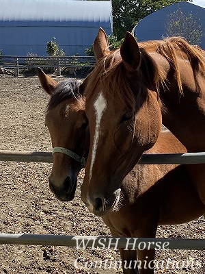 乗馬の親子