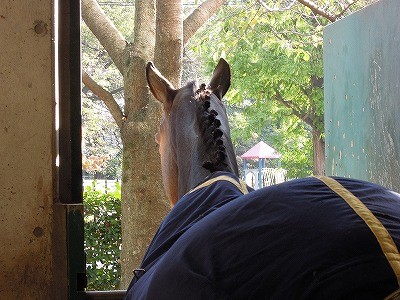 朝の馬術競技場