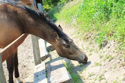乗馬のなにげない日常