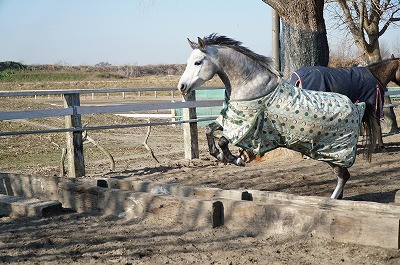 馬達の朝の放牧