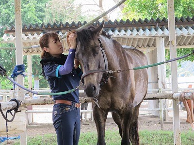 平和な乗馬