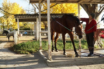 馬に信頼される