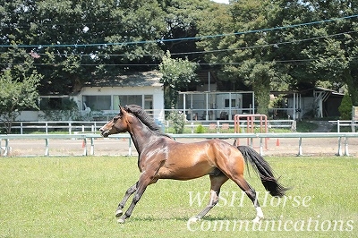 自由に走る馬