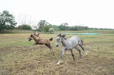 全速力でぴょん！