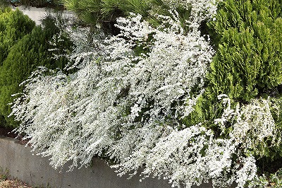 ユキヤナギ