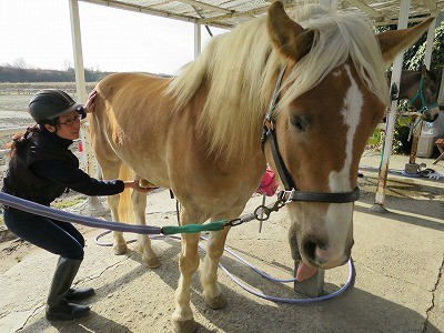 幸せな馬の手入れ